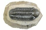 Detailed Reedops Trilobite - Atchana, Morocco #383414-2
